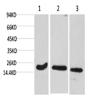 Active Caspase-3 Monoclonal Antibody