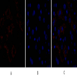 Caspase-8 Polyclonal Antibody