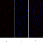 Caspase-9 Polyclonal Antibody