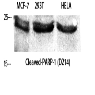 Cleaved-PARP-1 (D214) Polyclonal Antibody