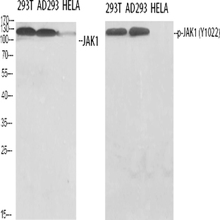 JAK1 (phospho Tyr1022) Polyclonal Antibody