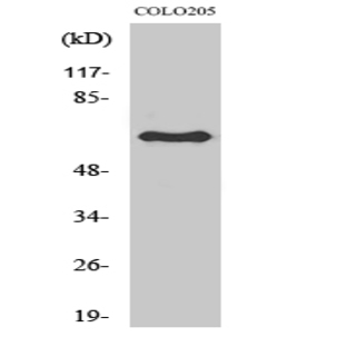 Lamin B1 Polyclonal Antibody