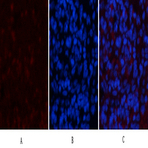 NBR1 Mouse Monoclonal Antibody(7C3)