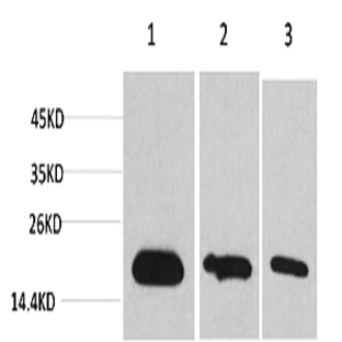 Survivin Monoclonal Antibody