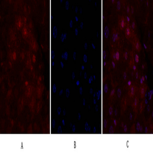 CD44 Polyclonal Antibody