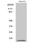 MIF Polyclonal Antibody