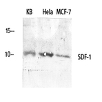 SDF-1 Polyclonal Antibody