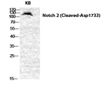 Cleaved-Notch 2 (D1733) Polyclonal Antibody