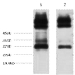 EFHD1 Monoclonal Antibody