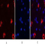 MAP2 Monoclonal Antibody