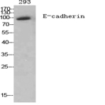 E-cadherin Polyclonal Antibody