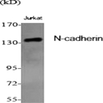 N-cadherin Polyclonal Antibody