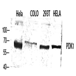 PDK1 Polyclonal Antibody