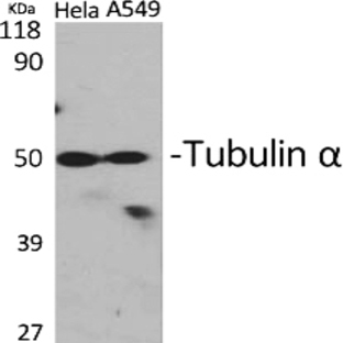 Tubulin ? Polyclonal Antibody