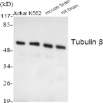 Tubulin ? Polyclonal Antibody