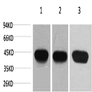 ?-SMA Monoclonal Antibody