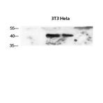 ?-SMA Polyclonal Antibody