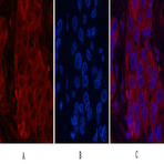 ?-tubulin (Acetyl Lys40) Monoclonal Antibody(4A8)