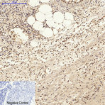 AP-1 Polyclonal Antibody