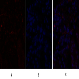 C/EBP ? Polyclonal Antibody