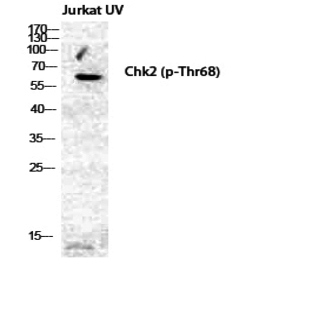 Chk2 (phospho Thr68) Polyclonal Antibody