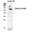 Chk2 (phospho Thr68) Polyclonal Antibody