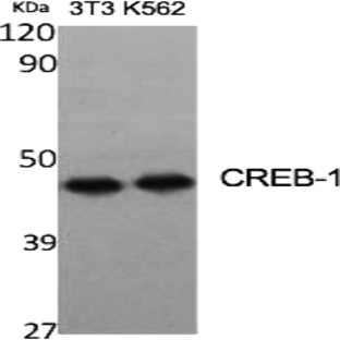 CREB-1 Polyclonal Antibody