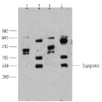 ERCC1 Monoclonal Antibody