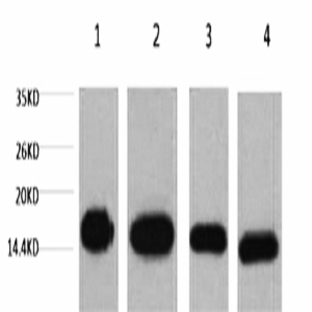 Histone H3 Monoclonal Antibody