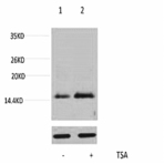 Histone H4 (Acetyl Lys16) Polyclonal Antibody