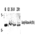 Histone H4 (Acetyl Lys16) Polyclonal Antibody