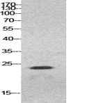 HMG-1 Polyclonal Antibody