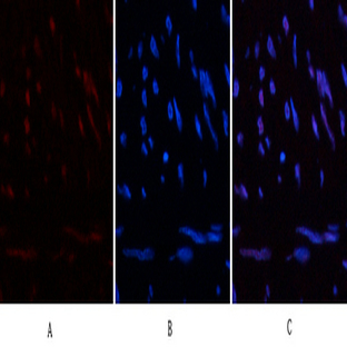 HP-1? Mouse Monoclonal Antibody(5E3)