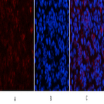 HP-1? Mouse Monoclonal Antibody(2F5)