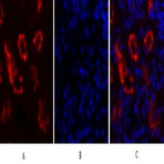 I?B-? Polyclonal Antibody