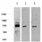 Oct1 Monoclonal Antibody