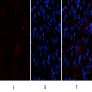 p300 Polyclonal Antibody