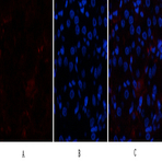 p300 Polyclonal Antibody