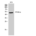 PPAR-? Polyclonal Antibody