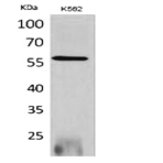 RUNX2 Polyclonal Antibody