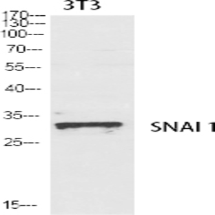 SNAI 1 Polyclonal Antibody