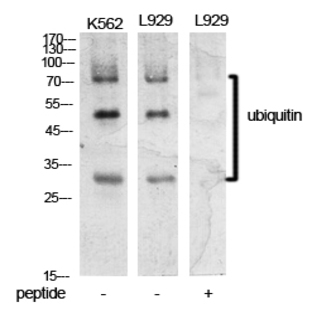 Ub Polyclonal Antibody