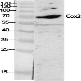 Cox-2 Polyclonal Antibody