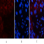 Cystatin C Mouse Monoclonal Antibody(7F11)