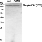 FAK (phospho Tyr397) Polyclonal Antibody