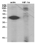 HIF-1? Polyclonal Antibody