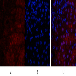 VEGF-A Polyclonal Antibody