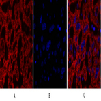 Cdk2 Polyclonal Antibody