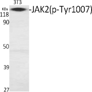 JAK2 (phospho Tyr1007) Polyclonal Antibody