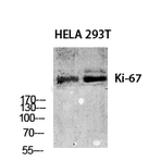 Ki-67 Polyclonal Antibody